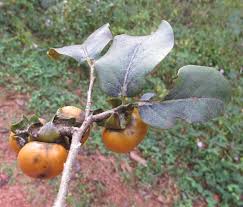Image result for Diospyros mafiensis