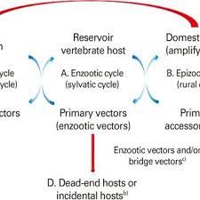 Classification Of Arboviruses Arboviruses Are Included In Six Download Scientific Diagram