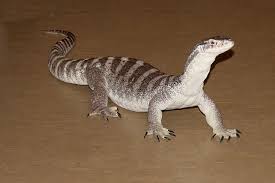 Goanna Australian Native Animals Australian Fauna Australian Animals