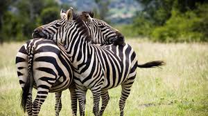 Image result for zebra