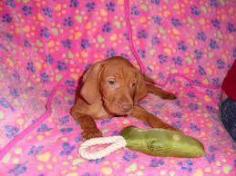 Contact us today to learn more about the availability of our vizsla puppies for sale. Hungarian Vizsla Puppies For Sale Cincinnati Oh 216964