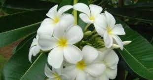 Pin By Desert Group On Plumeria Obtusa White Frangipani Long Lasting Flower Flower Display Plumeria