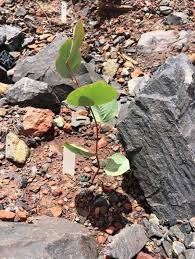 UWA Plant Biology Volunteers