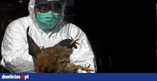 Si ya están detectando «probables» pero contados casos de gripe aviaria en algunos lugares del globo, todavía no se tendría la seguridad de que haya provocado un solo muerto. Primeiro Caso De Transmissao A Humanos De Estirpe Da Gripe Das Aves Na Russia Dnoticias Pt