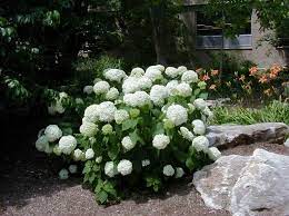 Annabelle Hydrangea Rasteniya Cvetushie Kustarniki Rasteniya Rastushie V Teni