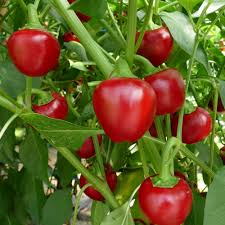 The beauty of surrealism in paprika. Rote Mini Paprika Fullmich Paprika Chili Gemusepflanzen Gemuse Ahrens Sieberz Pflanzenversand Gartenbedarf