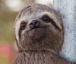 Sloth definition, habitual disinclination to exertion; Neck Swivels 270 Degrees Biological Strategy Asknature