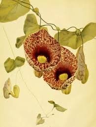 Image result for Chlorophytum amplexicaule