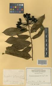 Image result for Annickia