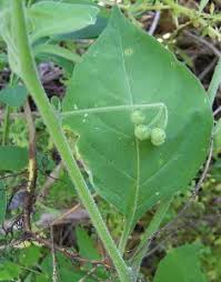 Image result for Solanum mauritianum