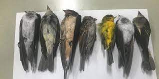 Ratusan Ribu Burung Mati Mendadak Ahli Biologi Di As Kebingungan