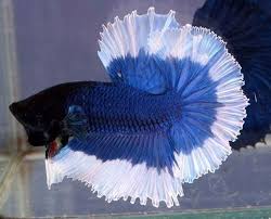 The betta genus encompasses a huge variety of fish however many of you will probably own a variant of the betta splenden. The Most Beautiful Betta Fish In The World Aquarist Courses
