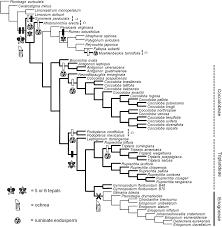 Image result for Afrobrunnichia erecta