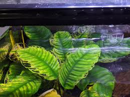 Check spelling or type a new query. Seeking Advice Holes And Yellowing In My Anubias Leaves Details In Comments Plantedtank