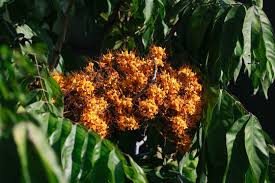 Image result for Saraca