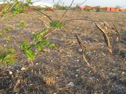 Image result for Stereospermum harmsianum