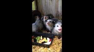 Adorable Baby Opossums Eating Fruit Youtube