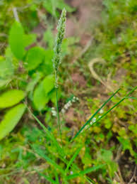 Image result for Eragrostis ciliaris