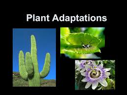 Many of the saguaro cactus's adaptations are shared with other cacti species. Plant Adaptations Lesson