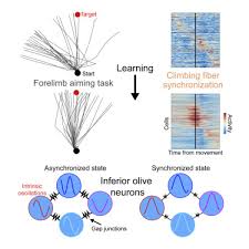 Check spelling or type a new query. A Neural Circuit State Change Underlying Skilled Movements Sciencedirect