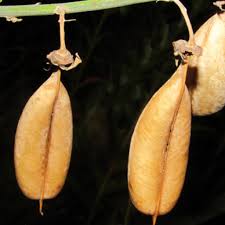 Image result for Aeschynomene multicaulis