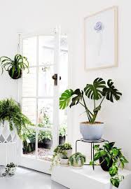 House Plants Near Me Houseplants House And Home Magazine Indoor Plants Best Indoor Plants