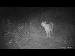 1 Mountain Lion Screaming Youtube Mountain Lion The Lion Sleeps Tonight Animal Sounds