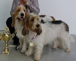 Image result for velký vendéeský hrubosrstý honič