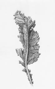 Kale Commission Botanical Drawings Graphite Drawings Graphite Art