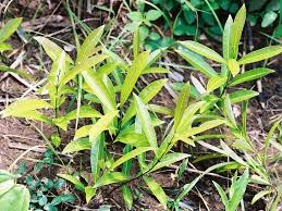 Image result for Landolphia lanceolata