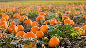 Hat man früh mit dem säen begonnen und ist der sommer warm und sonnig, können die ersten früchte schon ende juli, anfang august reif sein. Kurbisse Ernten Lagern Und Verarbeiten Gartengeheimnis At