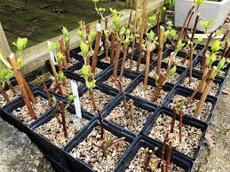 New starts can be grown from offsets, root cuttings or seed. Down To Earth Winter Propagation Of Hardwoods Yields Promising Results Columns Capenews Net