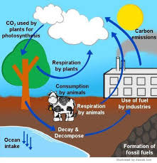 Carbon Cycle And Its Working Carbon Cycle Photosynthesis And Cellular Respiration Cool Science Facts