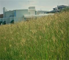 Image result for Chloris gayana