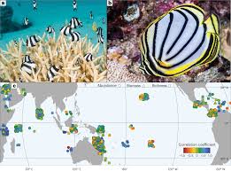 Meta-analysis reveals weak associations between reef fishes and corals |  Nature Ecology & Evolution