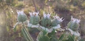 Image result for Haumaniastrum caeruleum