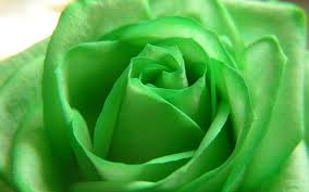 30 Hd Green Wallpapers Find and download cute green wallpapers wallpapers, total 26 desktop background.