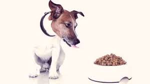 the diets for jack russel terriers petcarerx