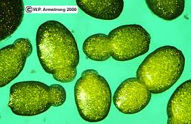 Image result for Wolffia arrhiza