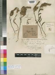 Image result for Aeollanthus subacaulis