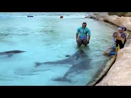 Swim With Dolphins | Dolphin Cay | Atlantis Bahamas