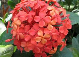 Image result for Ixora seretii