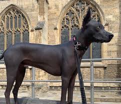 Check spelling or type a new query. Xoloitzcuintli Breed Information Guide Facts And Pictures Bark