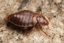 We did not find results for: How Long Can Bed Bugs Live Without Food From A Host