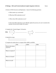 Bioflix Activity Dna Replication Dna Replication Diagram Dna Discovery Structure Replication Transcription Translation