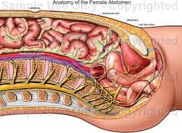 Abdomen pain in women, cavity contents body illustrated atlas. Anatomy Of The Female Abdomen Medical Illustration Human Anatomy Drawing Anatomy Illustration