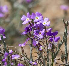 Image result for Malcolmia maritima