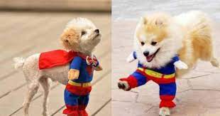 Fotos De Ropa De Perros Cientos De Disenos Y Patrones Imprimibles Funny Puppy Pictures Dog Costumes Funny Dog Costumes