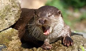 It records and takes meeting notes for you in real time, so you can many uses of otter ★ take meeting notes automatically ★ share meeting minutes and summary with. Eintritt Otter Zentrum Otter Zentrum Groupon