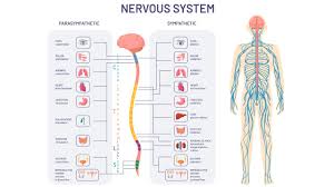 Image result for Sympathetic Nervous System